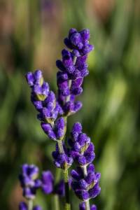 20170619-Lavendel-00039